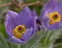 Blume DDD_3274 Kopie.jpg   26.04
